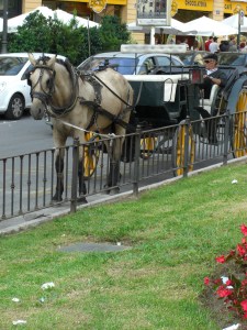 This is the first time I have seen a horse drawn carriage in Valencia.