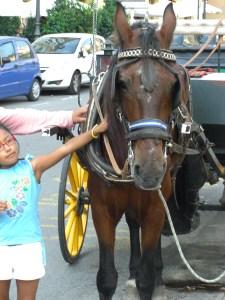 Mr Horse up close and personal!